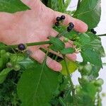 Solanum americanum Φρούτο