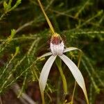 Caladenia longicauda