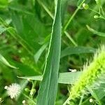 Setaria viridis Blatt