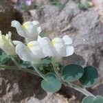 Antirrhinum molle Flower