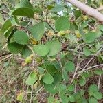 Cordia monoica Folha