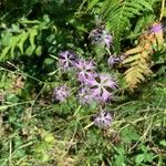 Dianthus superbus ശീലം