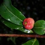 Excoecaria thouarsiana Fruto