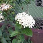 Ixora finlaysoniana Flower