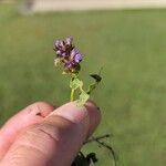 Prunella vulgarisFlower