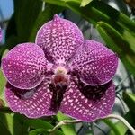 Vanda coerulescens Flor