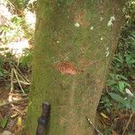 Coelocaryon preussii Corteza