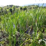 Typha orientalis Habit