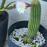 Echinopsis schickendantzii Hoja
