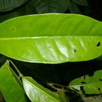 Marcgravia nepenthoides Leaf