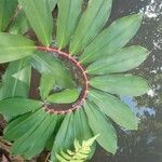 Cheilocostus speciosus Blatt