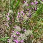 Micromeria nervosa Blomma