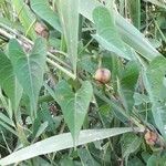 Ipomoea sagittata Fruit