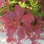 Cotinus coggygriaLehti