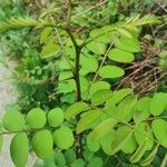 Robinia pseudoacaciaᱥᱟᱠᱟᱢ