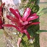 Aechmea caudata Lehti