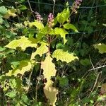 Phytolacca americanaFlower