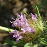 Lomelosia stellata Fula
