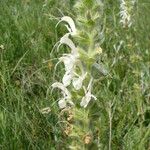 Salvia austriaca Цвят