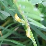 Hippocrepis biflora Flower