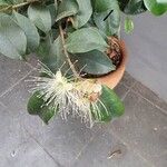 Syzygium paniculatum Blad