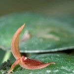 Pleurothallis linguifera Flower