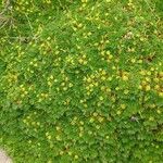 Azorella pedunculata Συνήθη χαρακτηριστικά