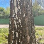 Betula pubescensBark