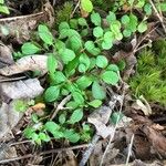 Linnaea borealis برگ