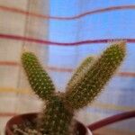 Cleistocactus winteri Blad