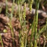 Airopsis tenella Habit