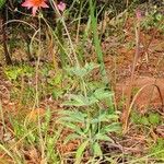 Lilium bolanderi Hábito