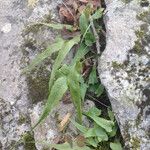 Asplenium rhizophyllum Hábitos