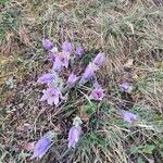 Pulsatilla halleriFlower