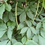 Aesculus parviflora Leaf