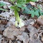 Cardamine enneaphyllos ফুল