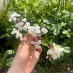 Libertia chilensis Flower