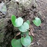 Adiantum reniforme Хабит