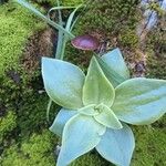 Dudleya lanceolata Feuille