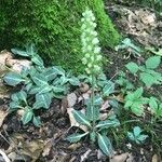 Goodyera pubescens Habitus