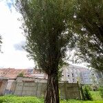 Populus x canadensis Habitus