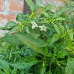 Capsicum frutescens Blomma