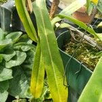 Nepenthes reinwardtiana Leaf