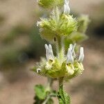 Sideritis hirsuta Flower