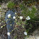 Cerastium alpinum Coajă