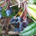 Berberis julianae 果