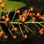 Xiphidium caeruleum Fruit