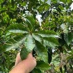 Buchanania sessifolia Blatt