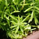 Sedum reflexum Φύλλο