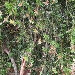 Cyrilla racemiflora Kvet